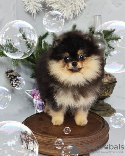 Photo №1. pomeranian - for sale in the city of Москва | 911$ | Announcement № 82522