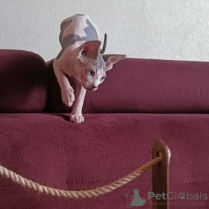 Photo №1. sphynx-katze - for sale in the city of St. Petersburg | negotiated | Announcement № 19818