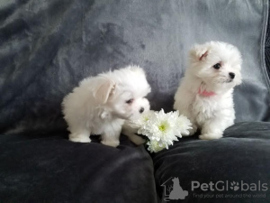 Photo №2 to announcement № 42250 for the sale of maltese dog - buy in Germany private announcement