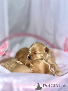 Photo №2 to announcement № 163303 for the sale of maltipu - buy in United Arab Emirates private announcement