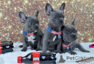 Photo №1. french bulldog - for sale in the city of Berlin | Is free | Announcement № 125188