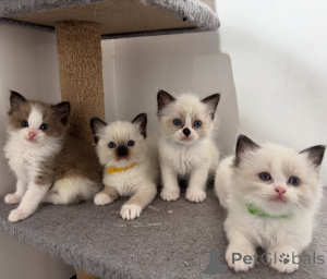 Photo №1. ragdoll - for sale in the city of Paris | negotiated | Announcement № 163536