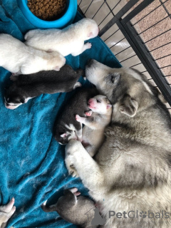 Additional photos: Vaccinated Siberian Husky puppies with Pedigree for sale