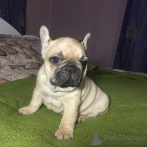 Photo №4. I will sell french bulldog in the city of Нежин.  - price - 400$