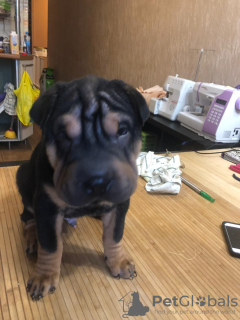 Additional photos: Shar Pei puppy for sale