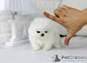 Photo №2 to announcement № 20585 for the sale of pomeranian - buy in Romania private announcement