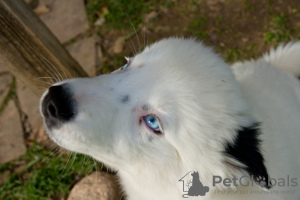 Additional photos: A charming little dog - a yakut choke