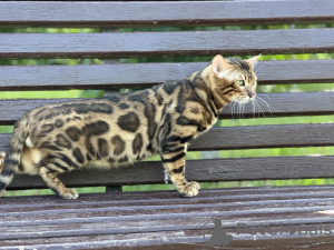 Additional photos: Gorgeous Bengal cat - GrandInterChampion of the breed