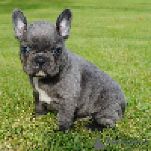 Photo №2 to announcement № 70889 for the sale of french bulldog - buy in Germany 