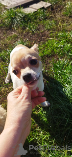 Photo №2 to announcement № 78053 for the sale of  - buy in Ukraine private announcement