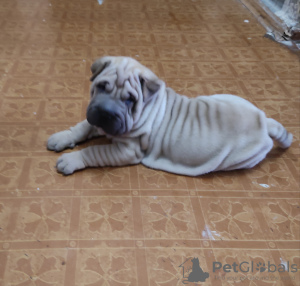 Photo №1. shar pei - for sale in the city of Tashkent | 1300000$ | Announcement № 11416