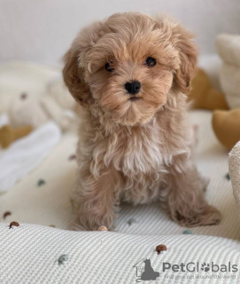 Photo №3. Wunderschöne kleine Maltipoo-Welpen. Germany