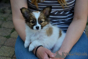 Photo №1. papillon dog - for sale in the city of Bogumin | negotiated | Announcement № 170667