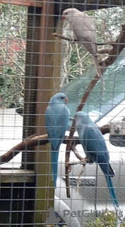 Photo №2 to announcement № 144456 for the sale of singapura cat - buy in Austria breeder