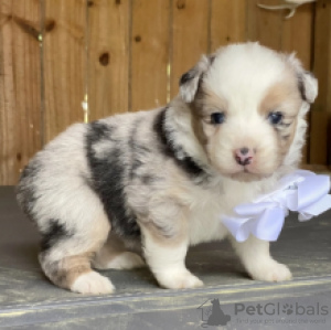 Photo №1. border collie - for sale in the city of Zinkgruvan | negotiated | Announcement № 55327