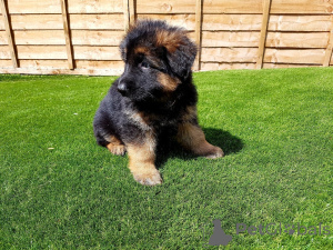 Photo №2 to announcement № 135291 for the sale of  - buy in Czech Republic 