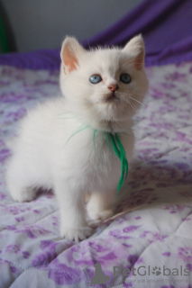 Photo №2 to announcement № 17842 for the sale of british shorthair - buy in Ukraine from nursery, breeder