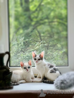 Photo №1.  - for sale in the city of Moscow river | Is free | Announcement № 145400