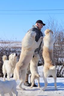 Additional photos: Central Asian Shepherd Puppies