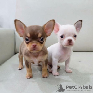 Photo №1. chihuahua - for sale in the city of Linköping | 449$ | Announcement № 11346