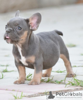 Photo №1. french bulldog - for sale in the city of Stari Banovci | negotiated | Announcement № 74033