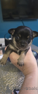 Photo №2 to announcement № 159154 for the sale of non-pedigree dogs - buy in United States private announcement