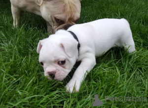 Photo №1. Beautiful French bulldog dogs in the city of Москва. Price - 500$. Announcement № 117230