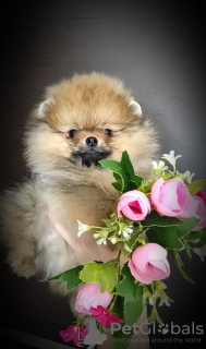 Photo №2 to announcement № 94783 for the sale of pomeranian - buy in Belarus breeder