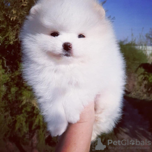 Photo №4. I will sell pomeranian in the city of Potsdam. private announcement - price - 380$