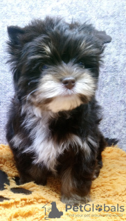 Photo №1. yorkshire terrier - for sale in the city of St. Petersburg | 720$ | Announcement № 9968