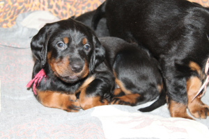 Photo №1. gordon setter - for sale in the city of Скреблово | 268$ | Announcement № 6040
