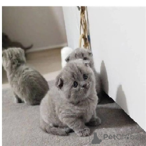 Photo №4. I will sell british shorthair in the city of Ohio City. breeder - price - 1000$
