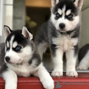 Photo №1. siberian husky - for sale in the city of Афины | negotiated | Announcement № 42037