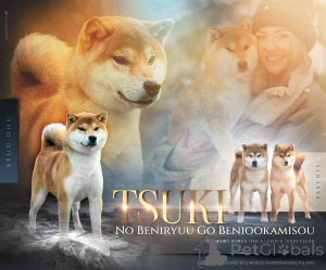 Photo №2 to announcement № 161232 for the sale of shiba inu - buy in Poland breeder