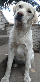 Photo №1. labrador retriever - for sale in the city of Afionas | 528$ | Announcement № 51328
