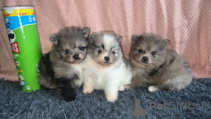 Photo №3. Pommersche Welpen. Germany