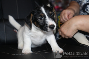 Photo №2 to announcement № 26903 for the sale of jack russell terrier - buy in Russian Federation from nursery