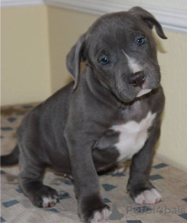 Photo №1. american pit bull terrier - for sale in the city of Aschaffenburg | negotiated | Announcement № 167500