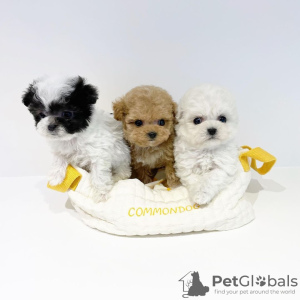 Photo №2 to announcement № 56352 for the sale of poodle (royal) - buy in United States breeder