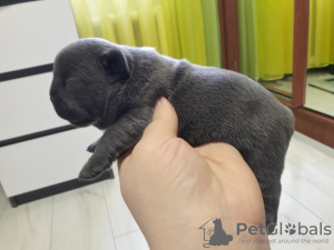 Photo №2 to announcement № 34373 for the sale of french bulldog - buy in Ukraine private announcement