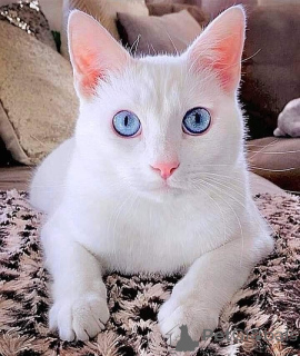 Photo №1. japanese bobtail - for sale in the city of Aizlingen | 516$ | Announcement № 157695