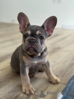 Photo №1. french bulldog - for sale in the city of Zaporizhia | negotiated | Announcement № 155483