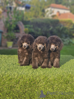 Photo №1. poodle (toy) - for sale in the city of Kraljevo | negotiated | Announcement № 155641