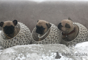 Photo №3. Cute Pug puppies with Pedigree for sale. Germany