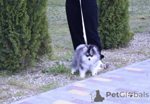 Photo №3. Puppies of pepper micro. Russian Federation