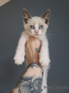 Photo №3. Beautiful Snowshoe kittens. Netherlands