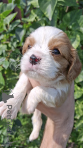 Photo №1. american cocker spaniel, english cocker spaniel, english springer spaniel, welsh springer spaniel, irish water spaniel, cavalier king charles spaniel, cavalier king charles spaniel, clumber spaniel, russian spaniel, tibetan spaniel - for sale in the city of Riga | 753$ | Announcement № 145734