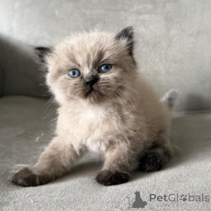 Photo №1. himalayan cat - for sale in the city of Haar | 361$ | Announcement № 173635
