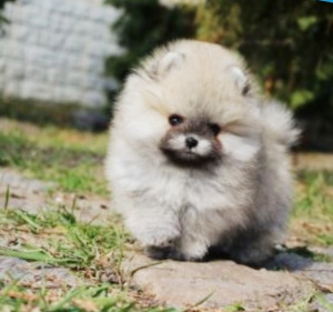 Photo №4. I will sell  in the city of .  - price - 1055$