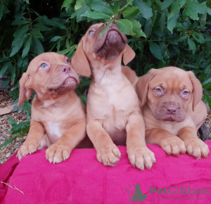 Photo №3. Dogue De Bordeaux puppies. Lithuania